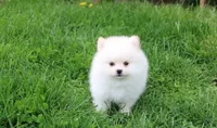 Charlie , a male Pomeranian for sale in Millersburg, OH – 3 of 10