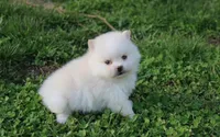 Charlie , a male Pomeranian for sale in Millersburg, OH – Photo 2 of 7