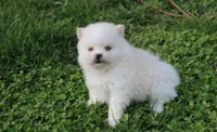 Charlie , a male Pomeranian for sale in Millersburg, OH – Photo 4 of 7