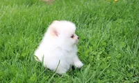 Charlie , a male Pomeranian for sale in Millersburg, OH – 9 of 10