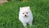Charlie , a male Pomeranian for sale in Millersburg, OH – 5 of 10