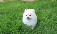 Charlie , a male Pomeranian for sale in Millersburg, OH – 10 of 10