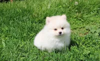 Charlie , a male Pomeranian for sale in Millersburg, OH – 2 of 10