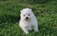 Charlie , a male Pomeranian for sale in Millersburg, OH – Photo 6 of 7