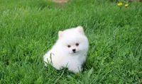 Charlie , a male Pomeranian for sale in Millersburg, OH – 6 of 10