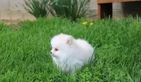 Charlie , a male Pomeranian for sale in Millersburg, OH – 8 of 10