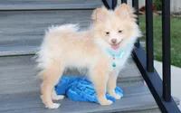 Teddy , a male Pomeranian for sale in Millersburg, OH – 2 of 9