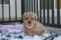 Kaya, a female Maltipoo for sale in Millersburg, OH – 1 of 5