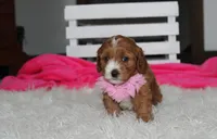 Marlee, a female Cavapoo for sale in Millersburg, OH – 10 of 10