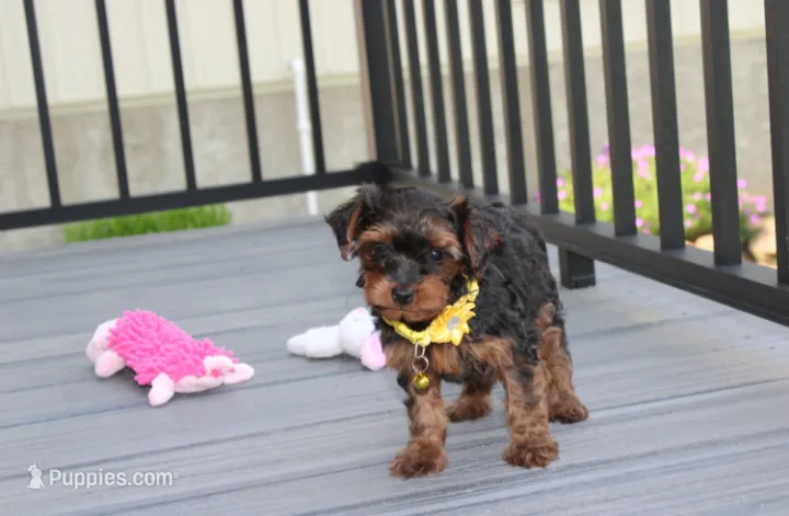 Evelyn  – Yorkipoo puppy for sale in Millersburg, OH