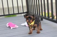 Evelyn , a female Yorkipoo for sale in Millersburg, OH – 1 of 4