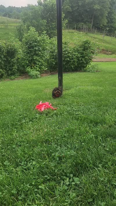 Emmett , a male Yorkipoo for sale in Millersburg, OH – 10 of 10