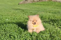 Finn, a male Pomeranian for sale in Millersburg, OH – 7 of 7