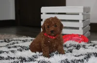 Sammy, a male Poodle - Miniature  for sale in Millersburg, OH – 1 of 9