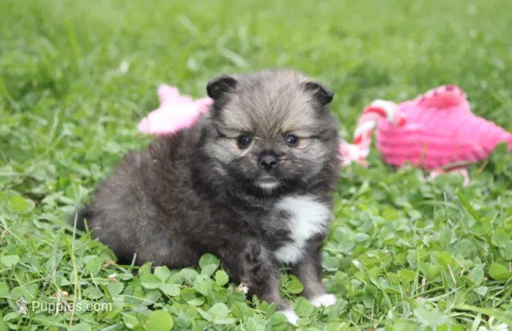 Jazzy – Pomeranian puppy for sale in Millersburg, OH