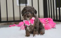 Brinley , a female Poodle - Miniature  for sale in Millersburg, OH – 3 of 7