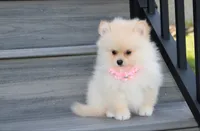 Ruby, a female Pomeranian for sale in Millersburg, OH – 7 of 7