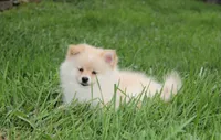 Layla, a female Pomeranian for sale in Millersburg, OH – 3 of 8