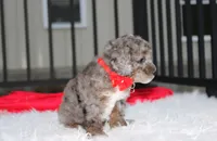 Banjo, a male Poodle - Miniature  for sale in Millersburg, OH – 3 of 9