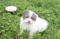 Flora, a female Pomeranian for sale in Millersburg, OH – 8 of 10