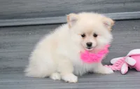 Layla, a female Pomeranian for sale in Millersburg, OH – 7 of 7