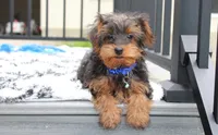 Enzo, a male Yorkipoo for sale in Millersburg, OH – 2 of 4