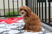 Freddy , a male Cavapoo for sale in Millersburg, OH – 8 of 8