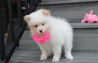 Luna, a female Pomeranian for sale in Millersburg, OH – 2 of 10