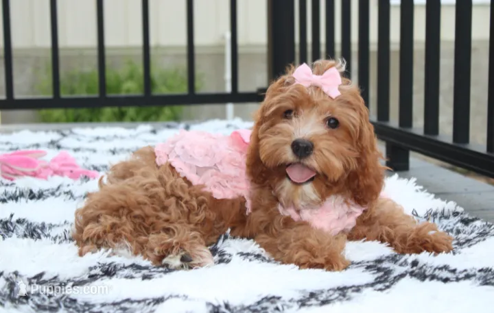 Felicity  – Cavapoo puppy for sale in Millersburg, OH