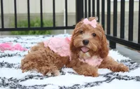 Felicity , a female Cavapoo for sale in Millersburg, OH – 1 of 5