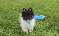 ZIGGY, a male Pomeranian for sale in Millersburg, OH – 5 of 10