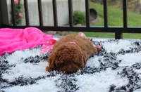 Sasha , a female Poodle - Miniature  for sale in Millersburg, OH – 10 of 10