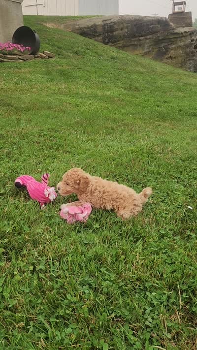 Kallista , a female Bichpoo for sale in Millersburg, OH – 10 of 10