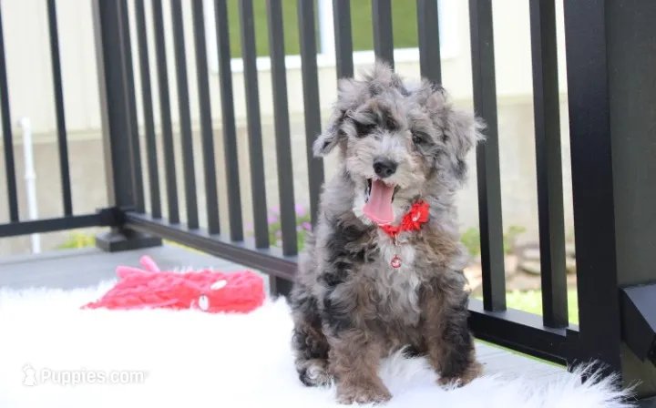 Arlo – Poodle - Miniature  puppy for sale in Millersburg, OH