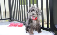 Arlo, a male Poodle - Miniature  for sale in Millersburg, OH – 1 of 10