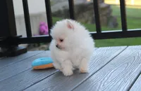 Mochi, a male Pomeranian for sale in Millersburg, OH – 7 of 10