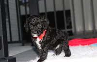 Bobby, a male Poodle - Miniature  for sale in Millersburg, OH – 3 of 9