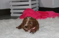 Felicity , a female Cavapoo for sale in Millersburg, OH – Photo 6 of 7