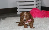 Felicity , a female Cavapoo for sale in Millersburg, OH – Photo 3 of 7