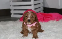 Felicity , a female Cavapoo for sale in Millersburg, OH – Photo 1 of 7