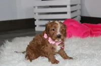 Felicity , a female Cavapoo for sale in Millersburg, OH – Photo 2 of 7