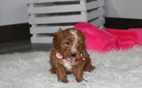 Felicity , a female Cavapoo for sale in Millersburg, OH – Photo 4 of 7