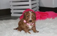 Felicity , a female Cavapoo for sale in Millersburg, OH – Photo 7 of 7
