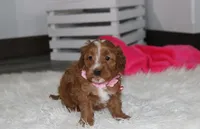 Felicity , a female Cavapoo for sale in Millersburg, OH – Photo 5 of 7