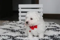 Kayson , a male Bichon Frise for sale in Millersburg, OH – 7 of 10