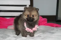 Zoey, a female Pomeranian for sale in Millersburg, OH – 7 of 10