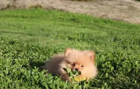 Finn, a male Pomeranian for sale in Millersburg, OH – 6 of 7