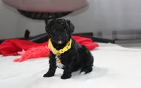 Rocky, a male Yorkipoo for sale in Millersburg, OH – 3 of 10