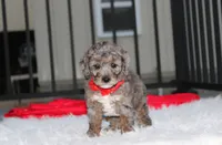 Banjo, a male Poodle - Miniature  for sale in Millersburg, OH – 5 of 9