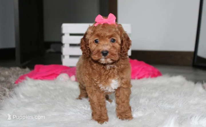 Phoebe  – Cockapoo puppy for sale in Millersburg, OH